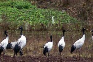 黑颈鹤自然保护区